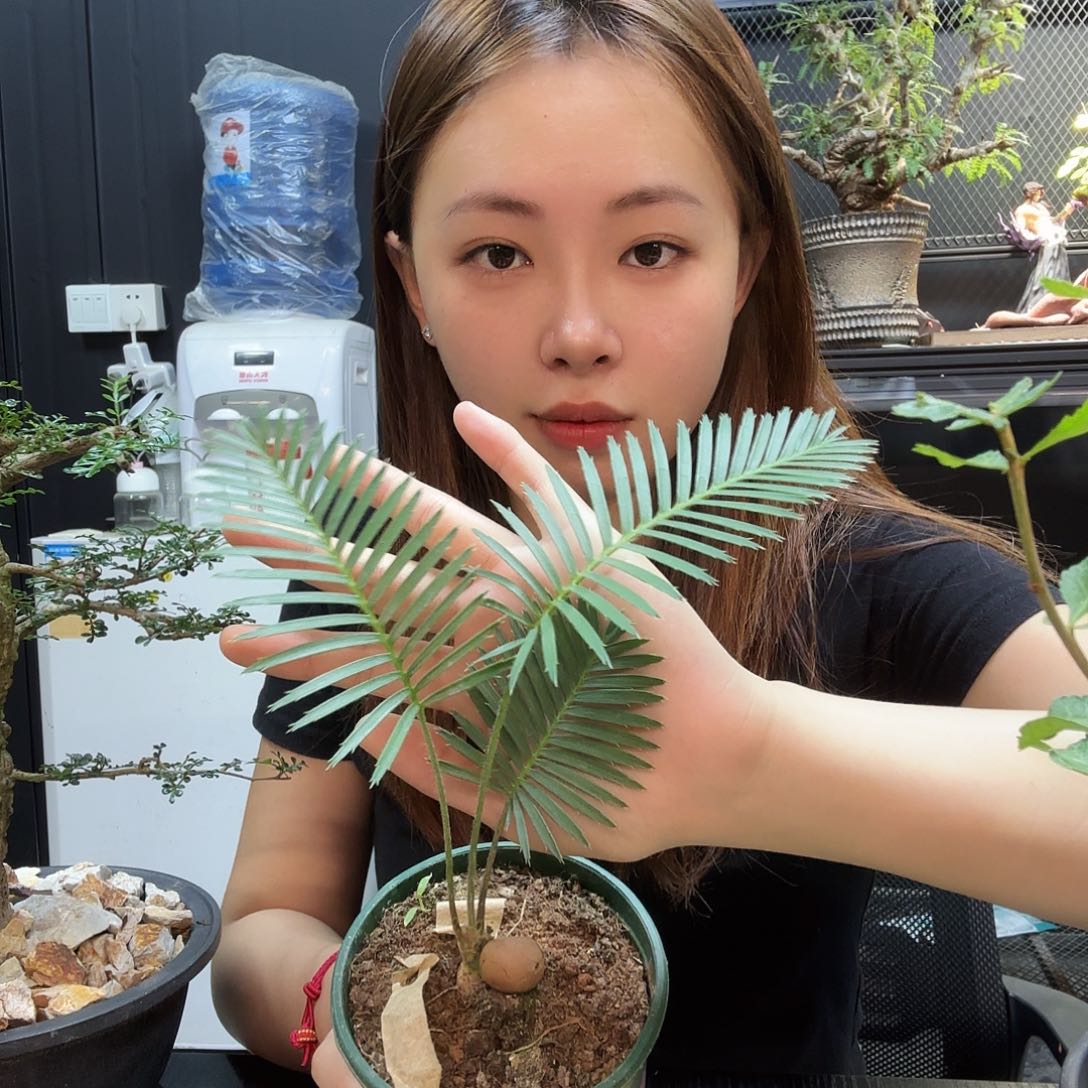 墨西哥鱼骨双子铁