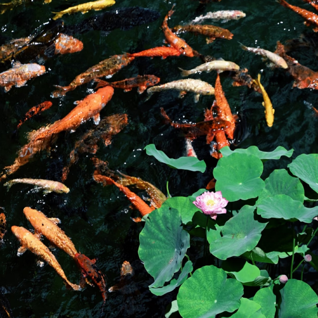 【301-400号】锦鲤草金混搭直播间一物一拍