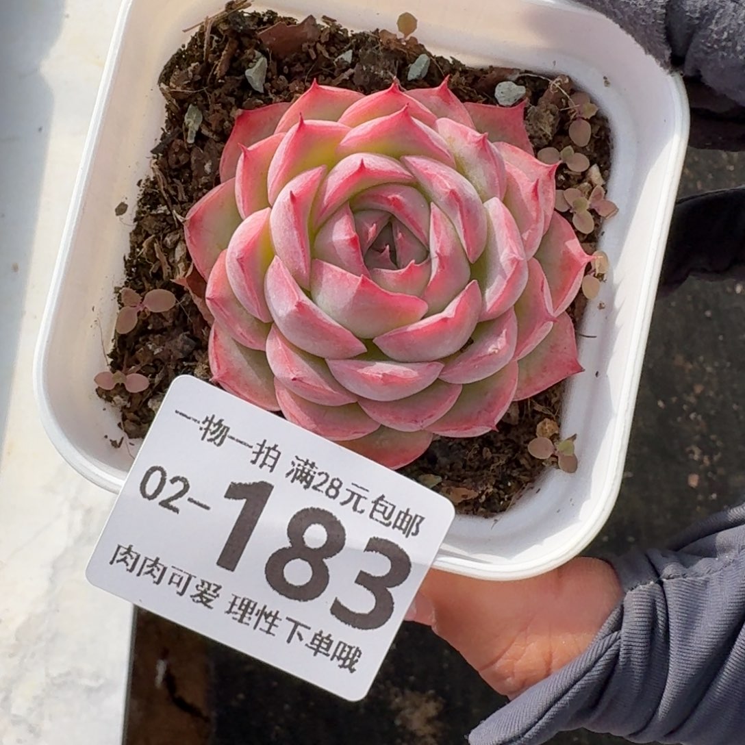 侧影无盆土发货无