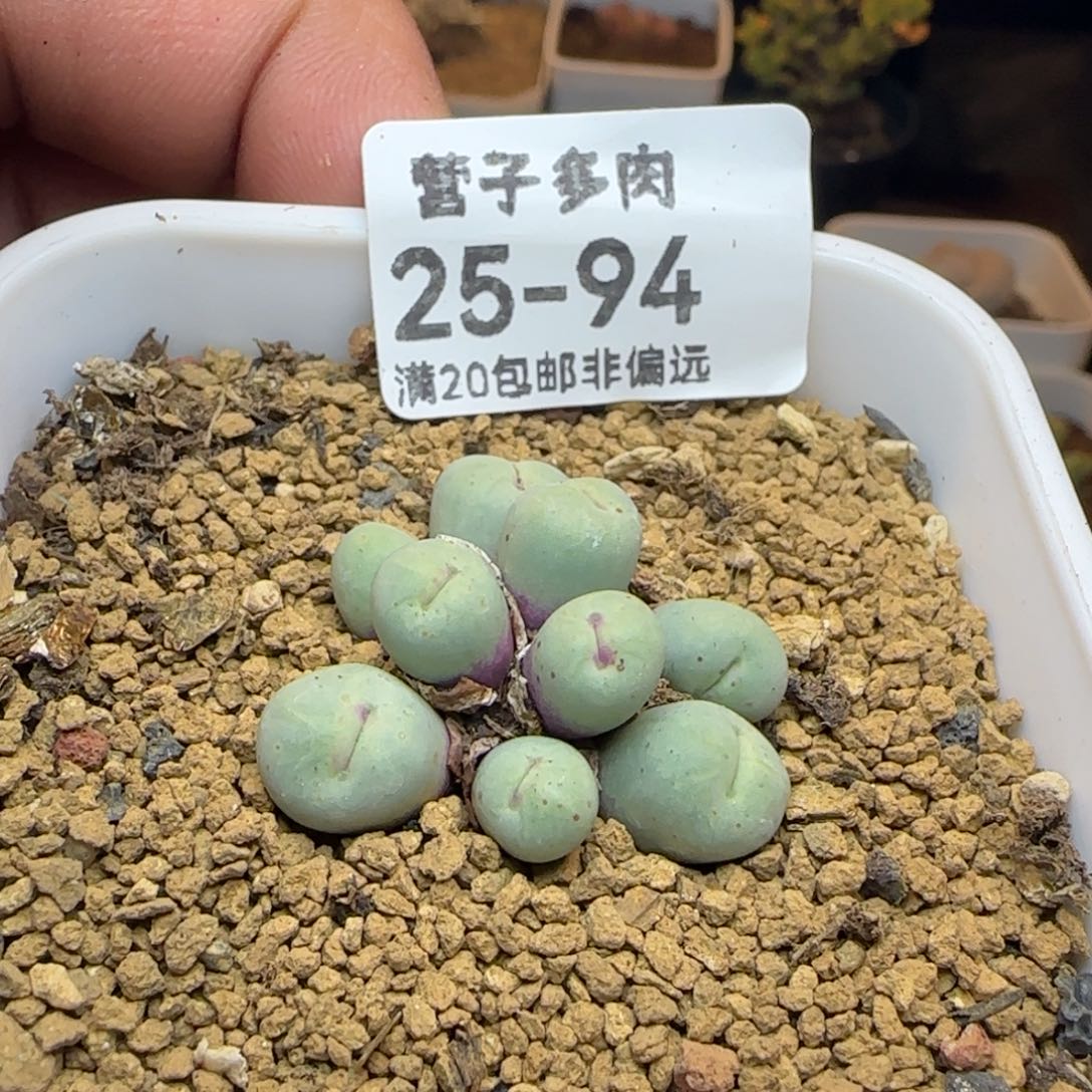 小红嘴9头带盆土发货。          