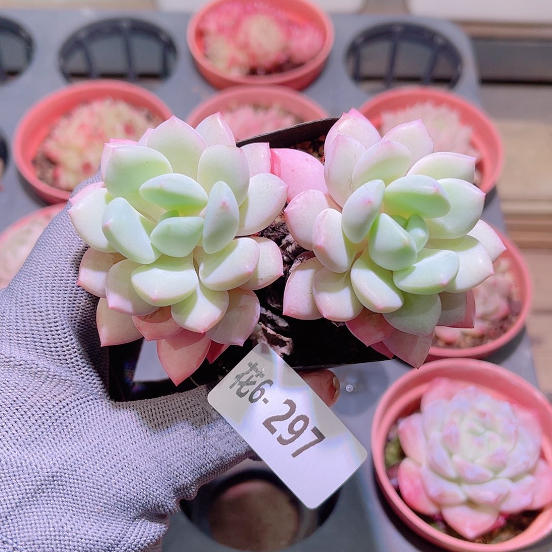 花06-297玉兔双头