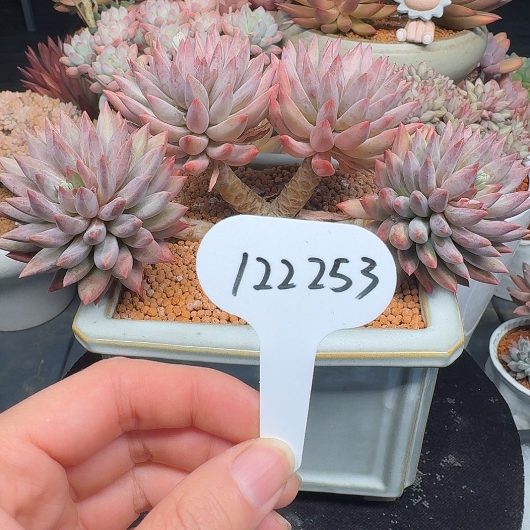 精品多肉植物122253