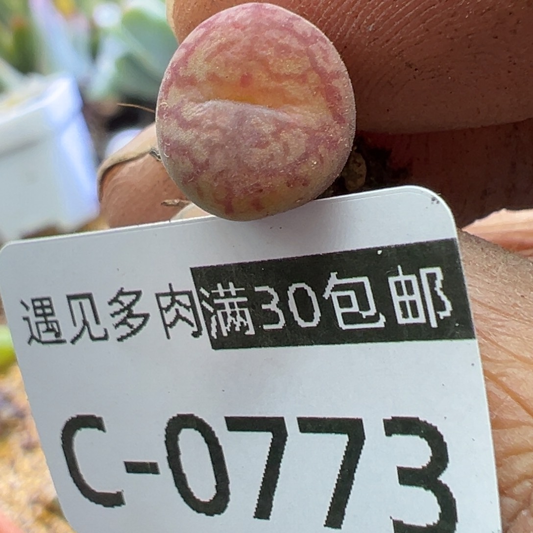 多肉植物11111111111111