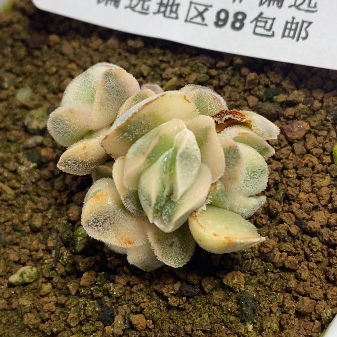 572龙宫城锦五头群