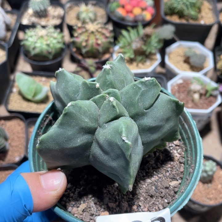 003实生角油龟甲栾凤