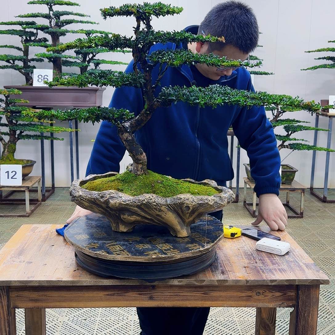无花朵珍珠红芽罗汉松造型盆景