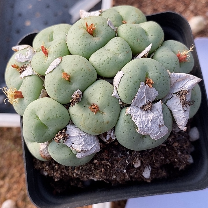 1016吕氏大饼一群。     