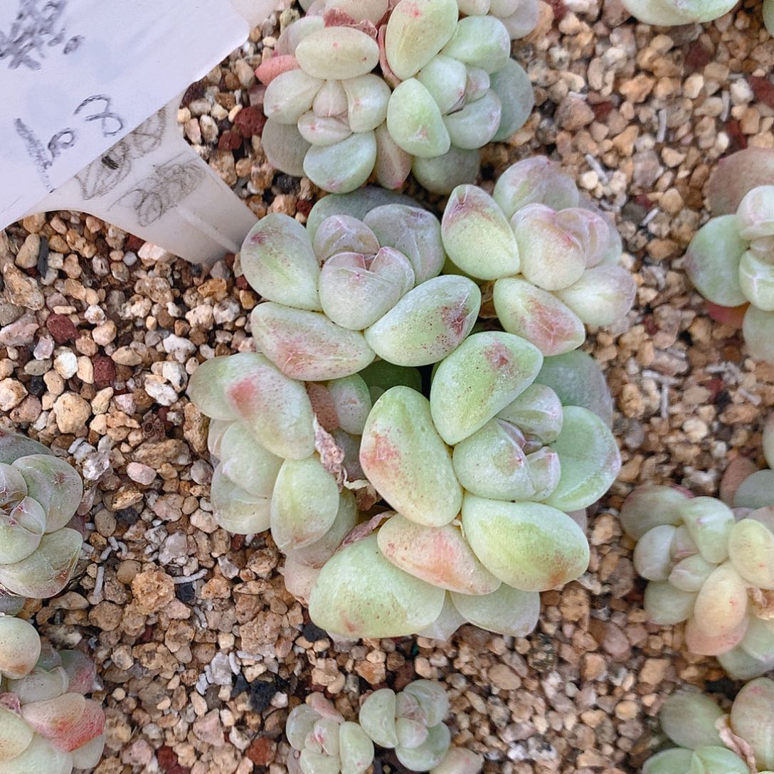 不加糖脱土发货冰玉五头