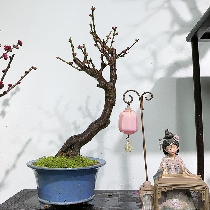 无铅玻璃梅花老桩带盆包邮