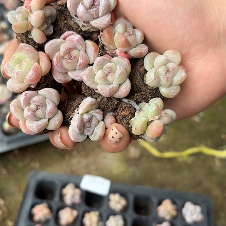 04号到手13颗，混合琥珀小鱼