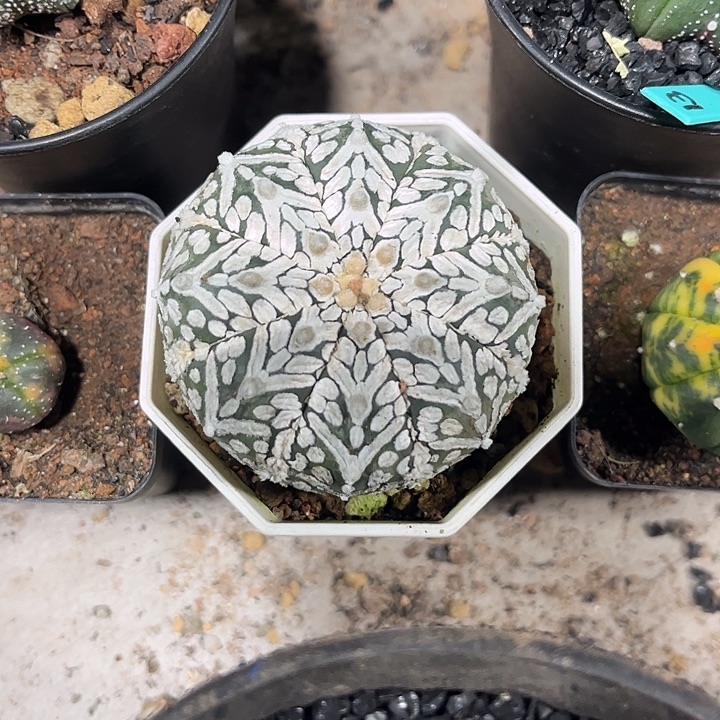 仙人球实生海星兜