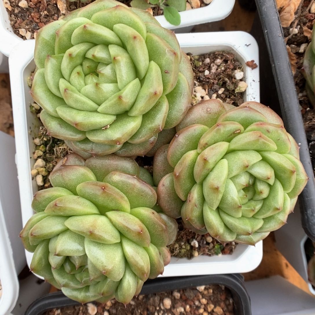 灯泡珍妮群生可拍。  