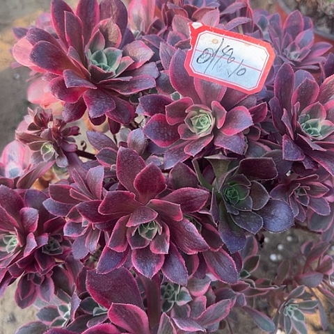 多肉女妖140不包断枝