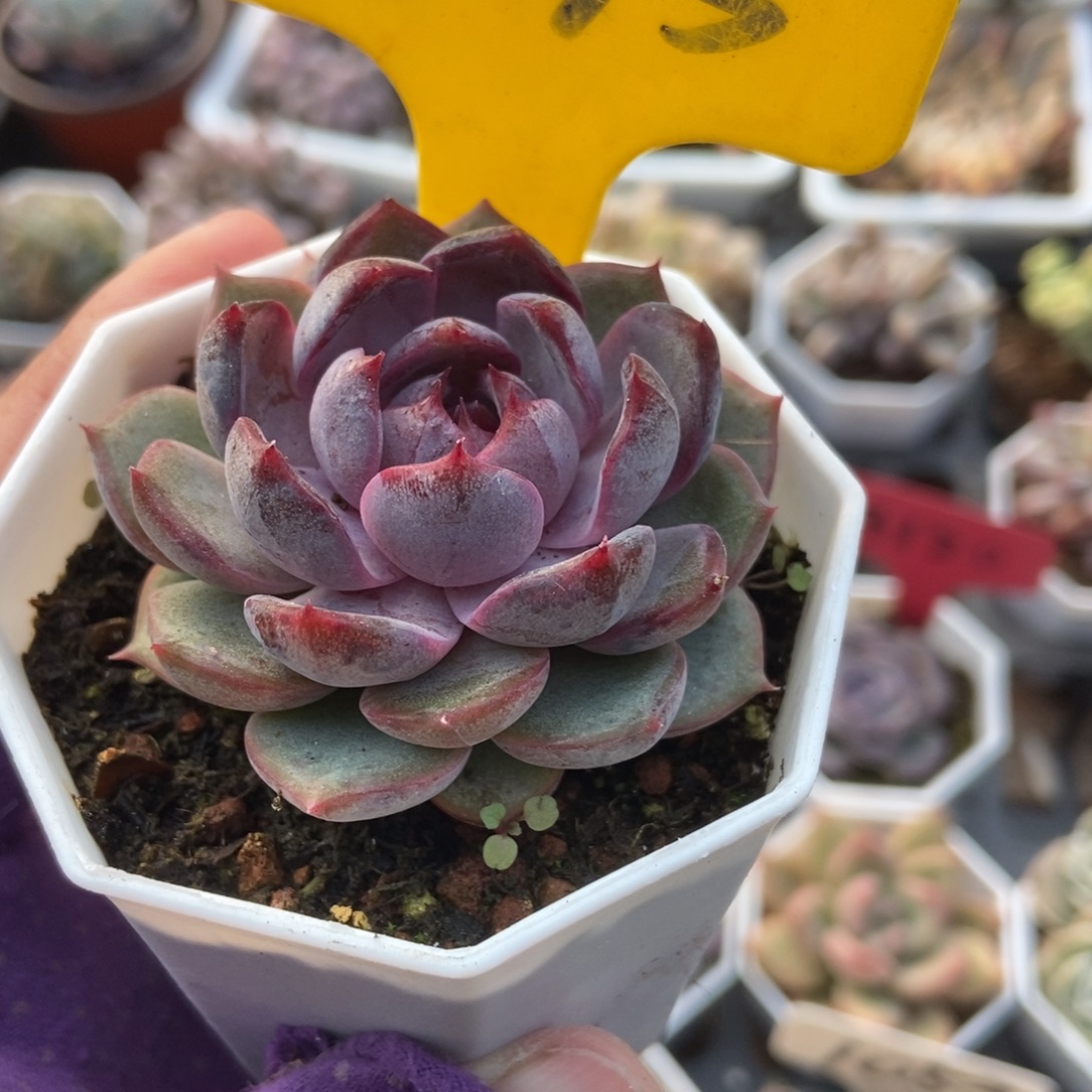 835蓝莓多肉植物多肉