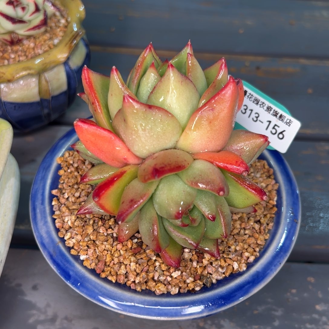  从前慢多肉精选编号0313.156