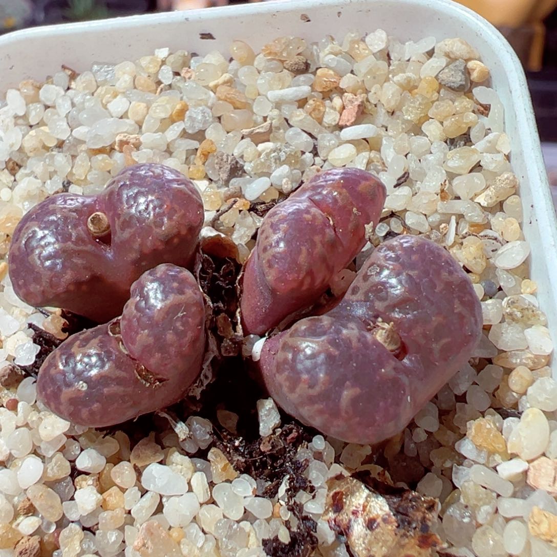 1114-666多肉多日鱼子酱