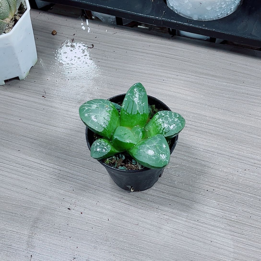 水晶克玉露一勿一拍