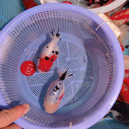 金鱼021兰寿两只特价顺丰包邮