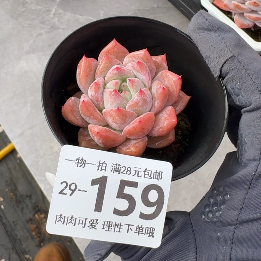 霜花无盆土发货无盆