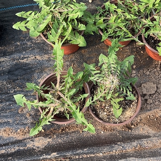 品***y当前无花栽培后可以开花两个脱盆土球不一定带多少土，发货