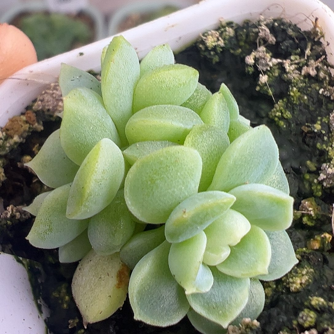 三头纸鸢甜心 开播福利