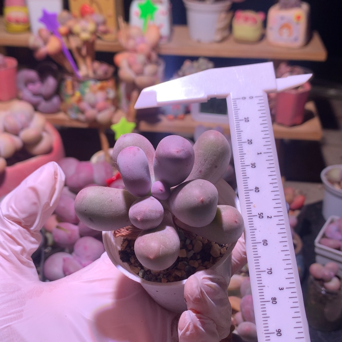 米可奶酪多肉米可奶。