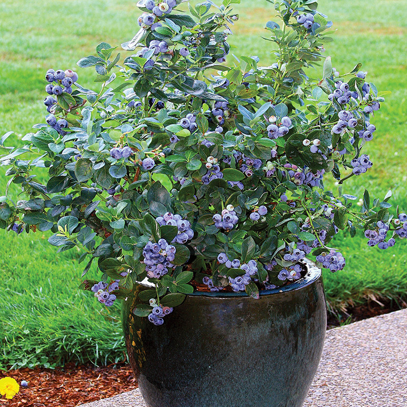 【带果发货】花香大果蓝莓苗南北方室内外地栽四季阳台盆栽蓝莓树苗