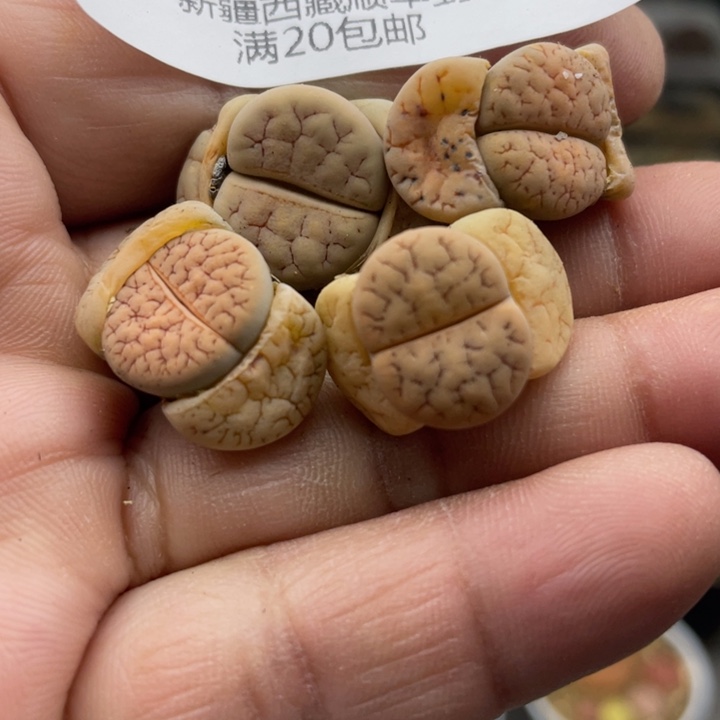 佳人园艺上福利啦荒220