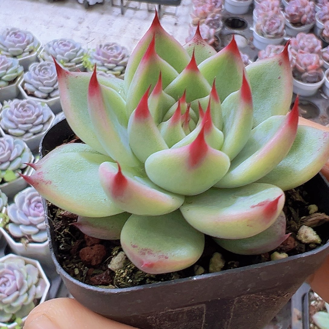 单头托斯卡19包邮多肉