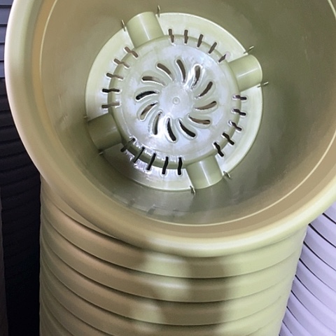 树脂四季5号果绿无托6个