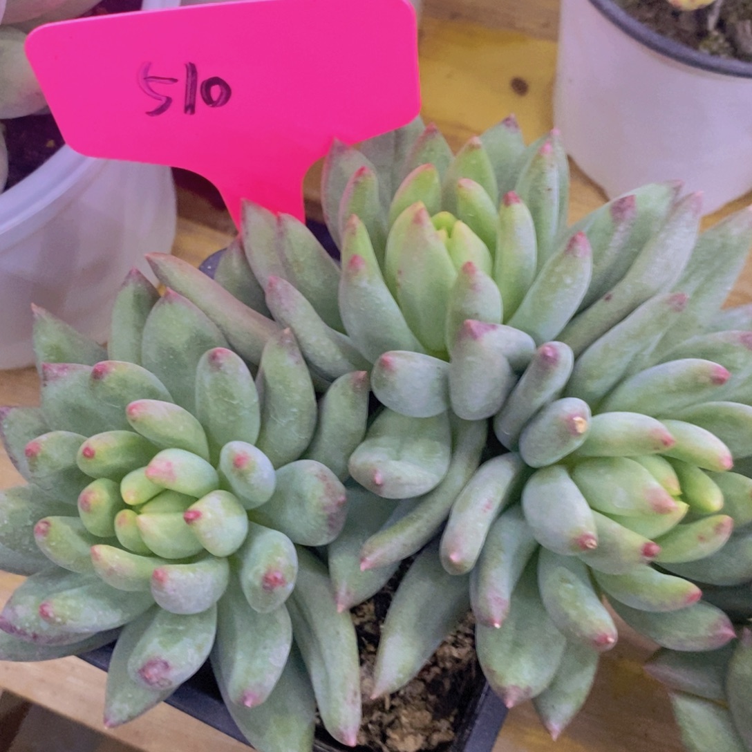 开心多肉，收官之战，最后一场