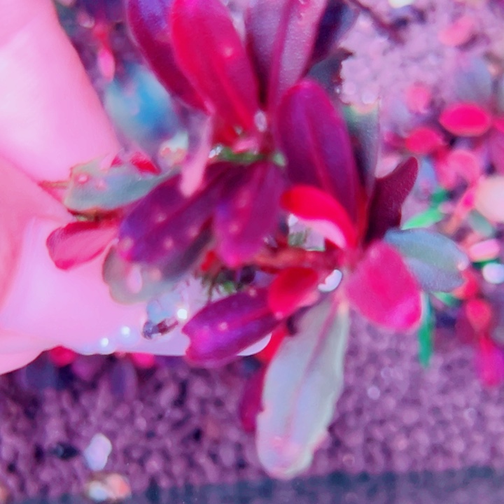 福利53号福利价植物