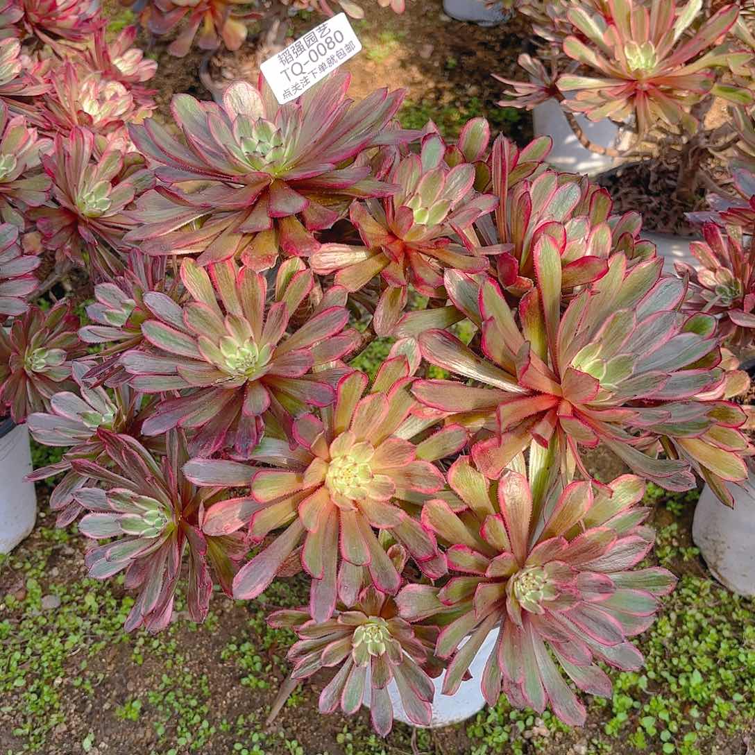 紫霞多肉植物80园艺