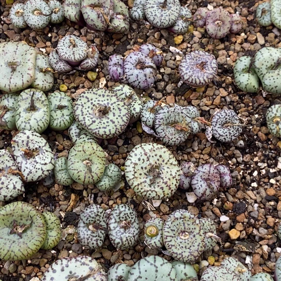 0602直播间一物一拍