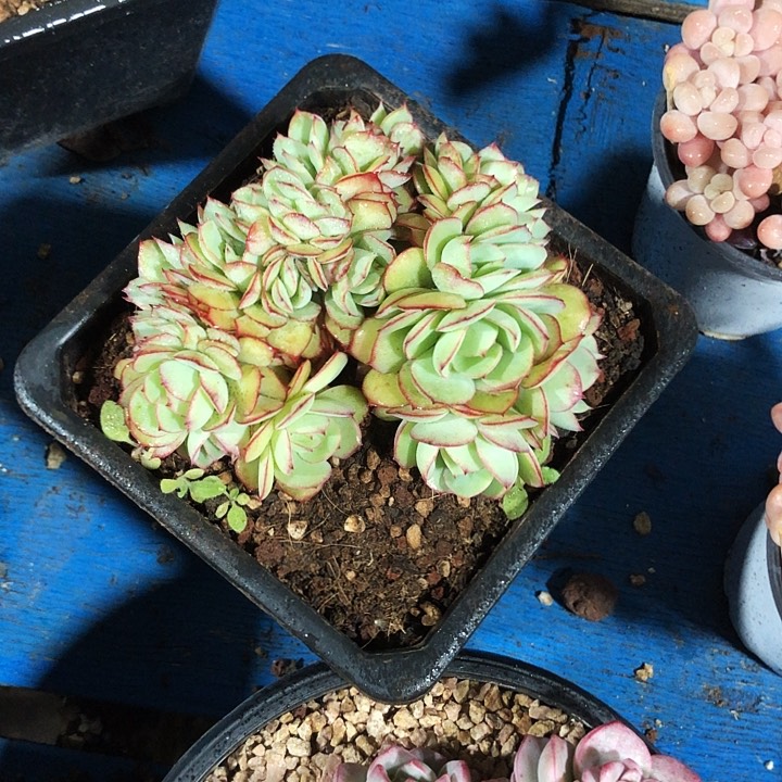 牡丹亭缀化多肉植物