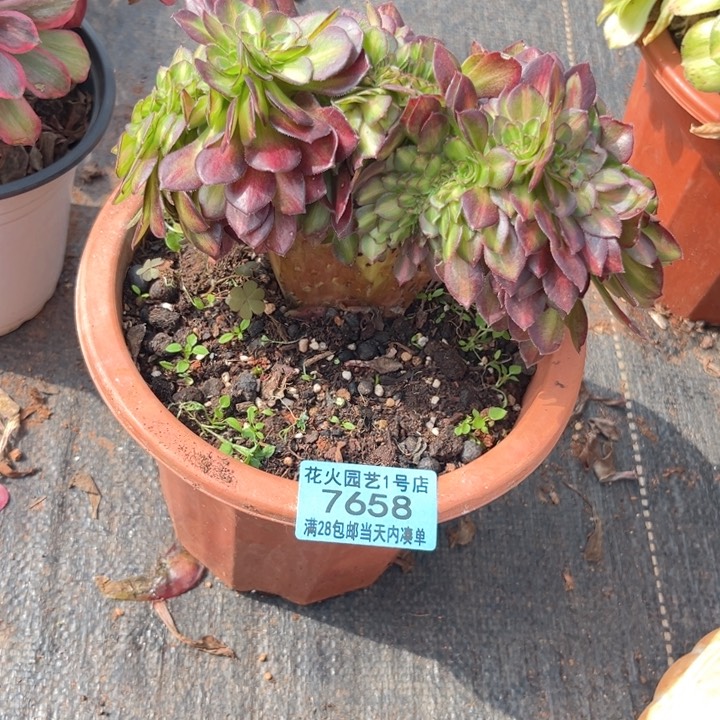 抹茶缀7658多肉植物