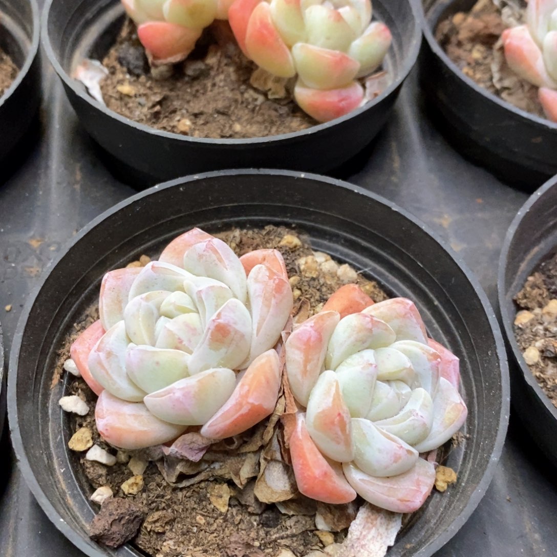 05。冰玉双头。福利多多