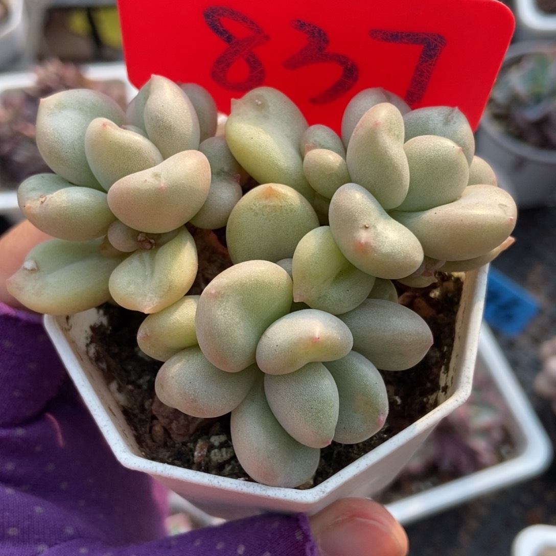 837比尔盖茨多肉植物