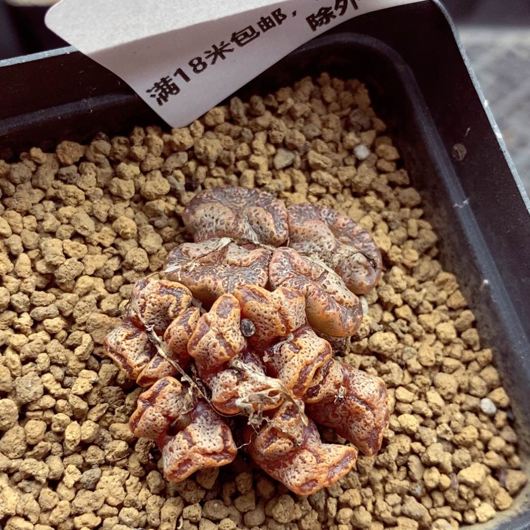 我的小姐姐们都是我676