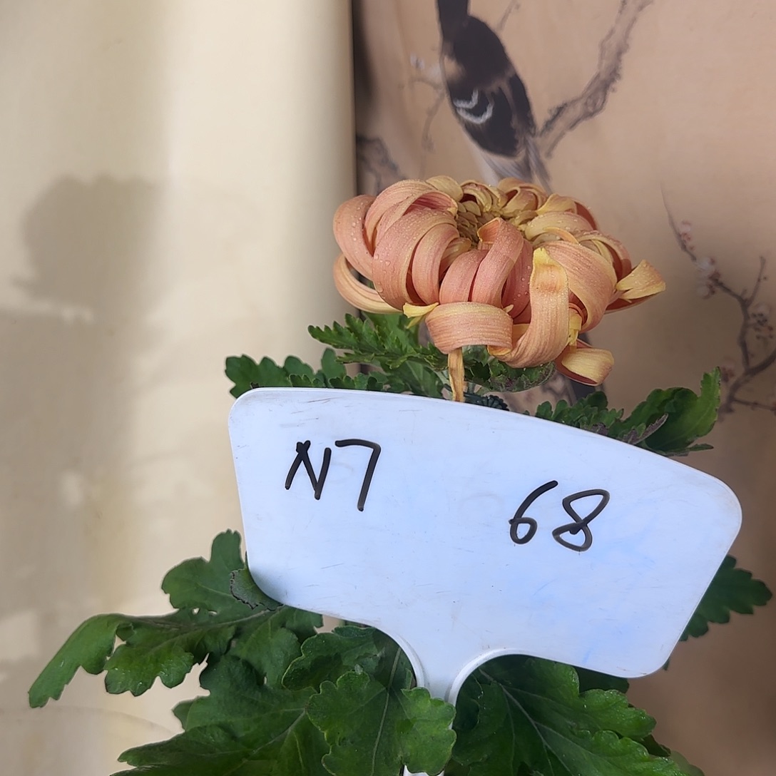 全部花朵N77777777