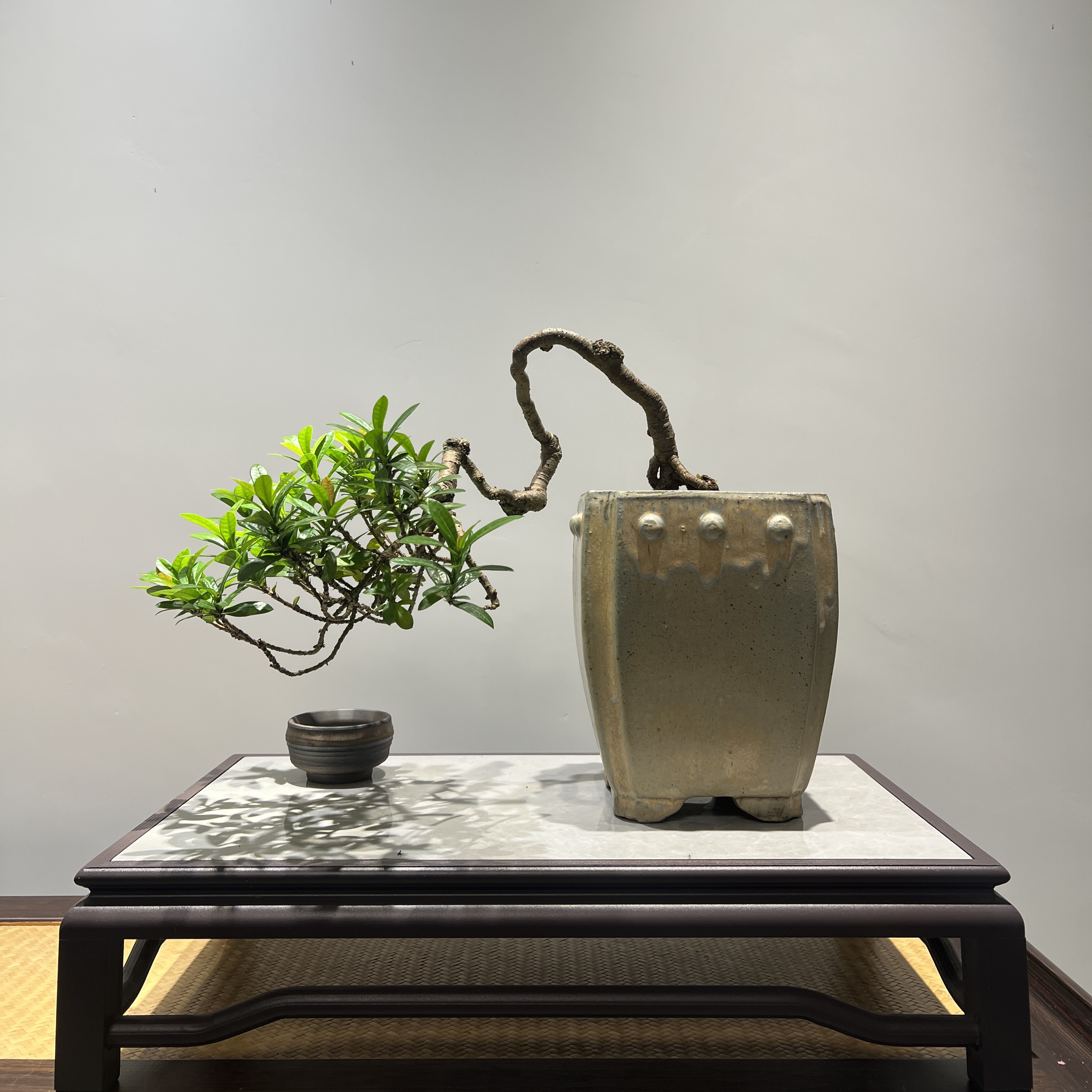 小叶龙船花 - 临水意境根艺精品盆景