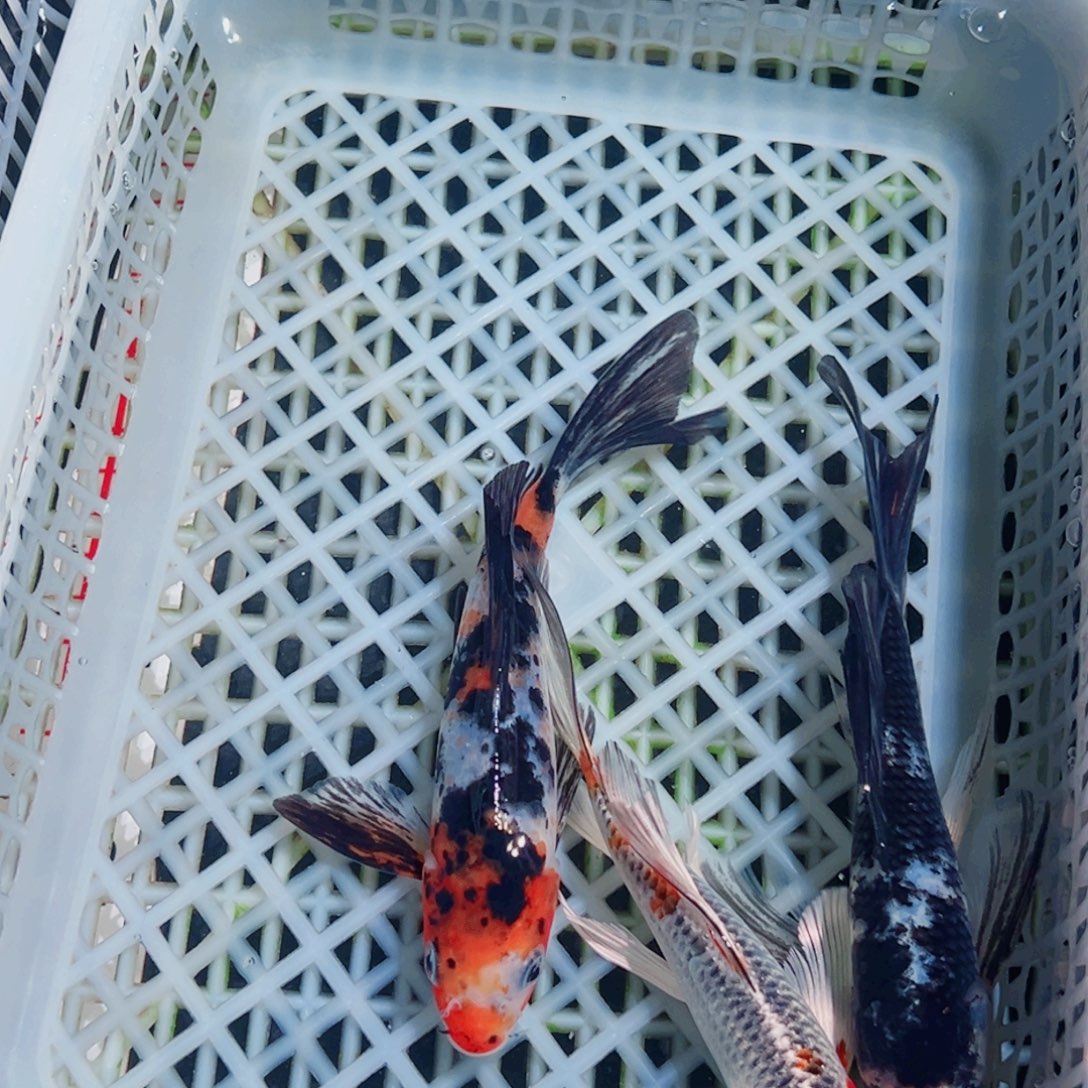 锦鲤锦鲤观赏鱼1111