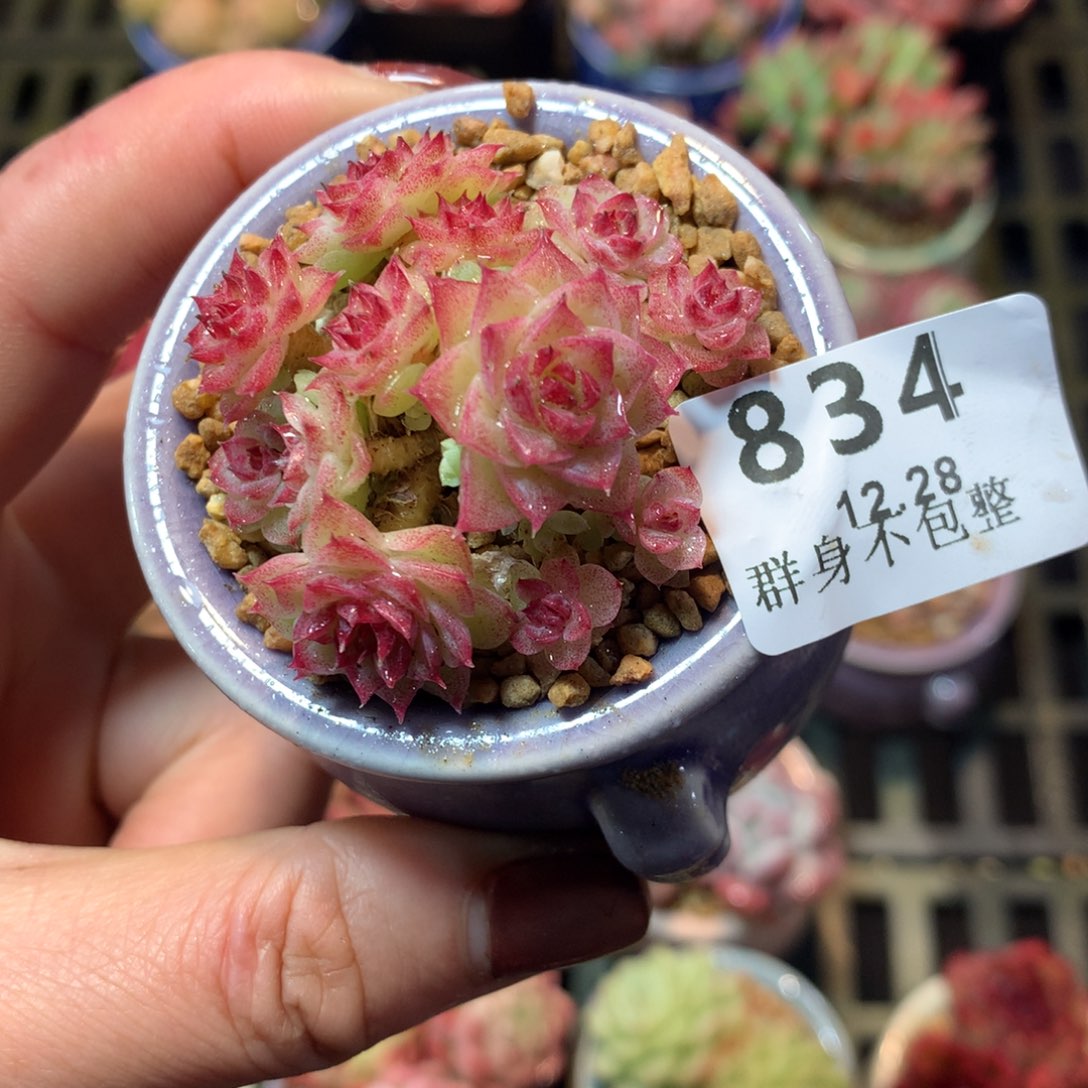 精控拇指12.28834