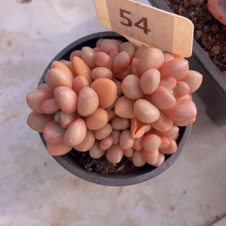 健健康康平平安安