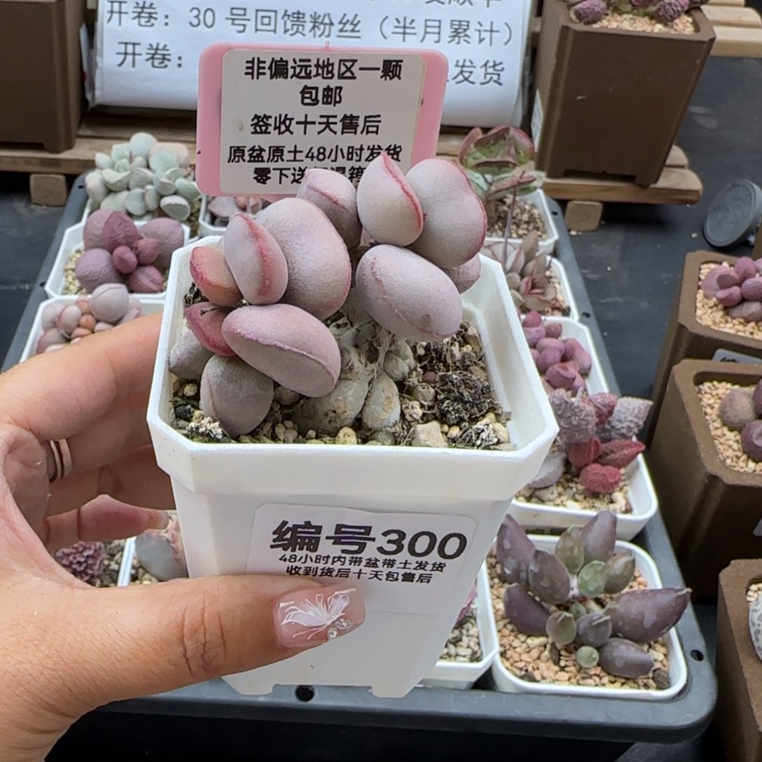 300白肌红蛋多肉植物