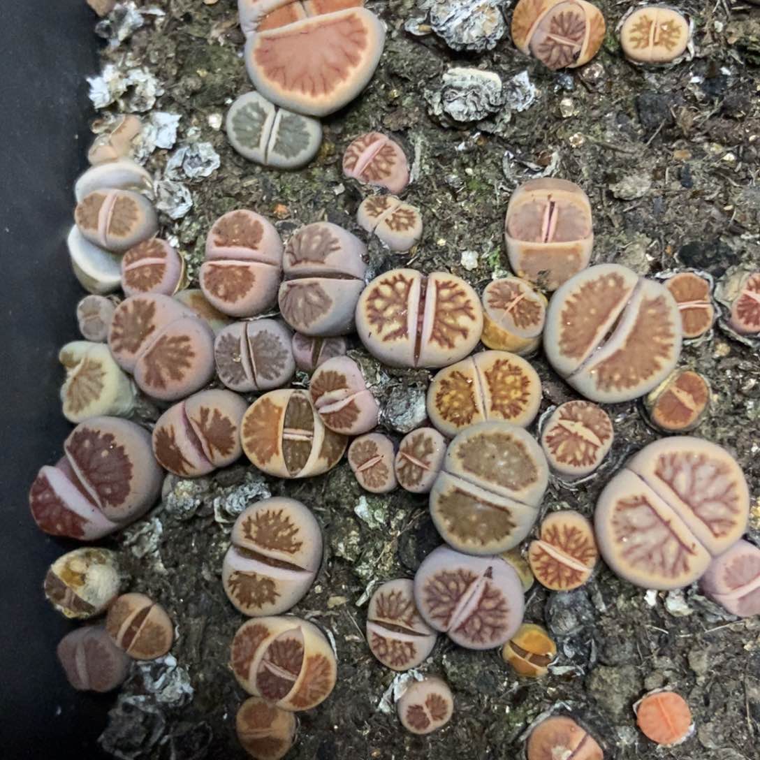 7620特价菊只带土有疤个头小