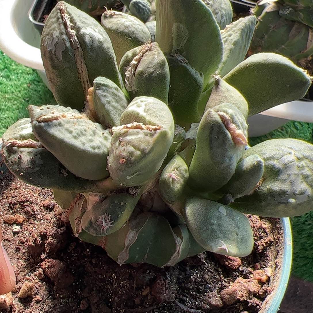 牛舌龟甲牡丹群454