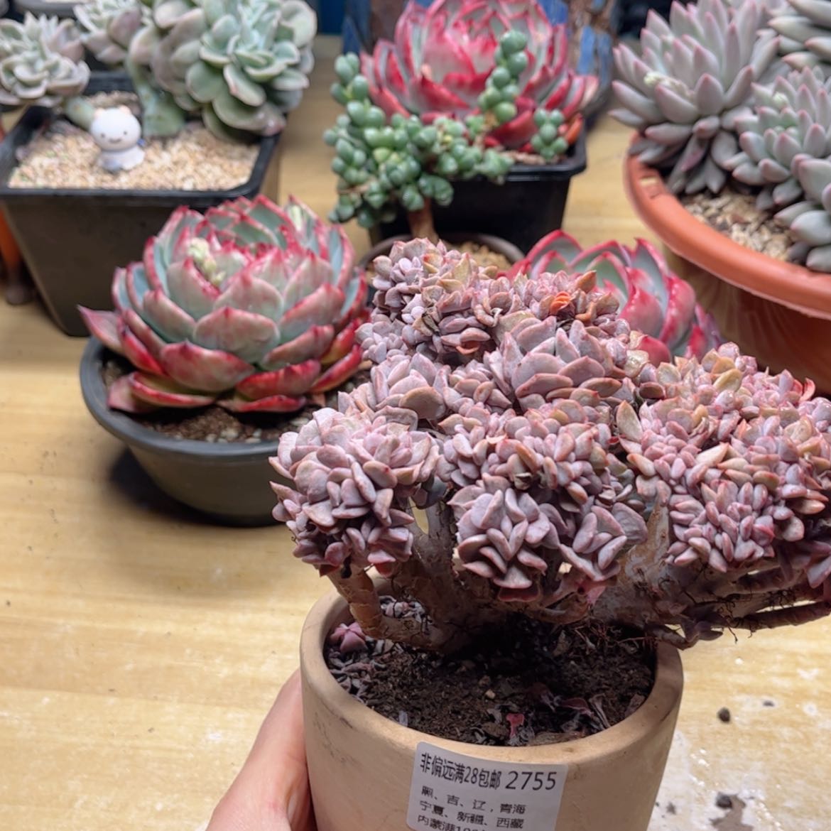 【闪购商品】2755雪精灵