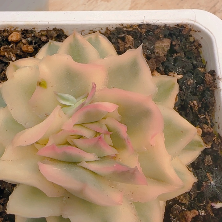 紫蝴蝶锦多肉植物好看