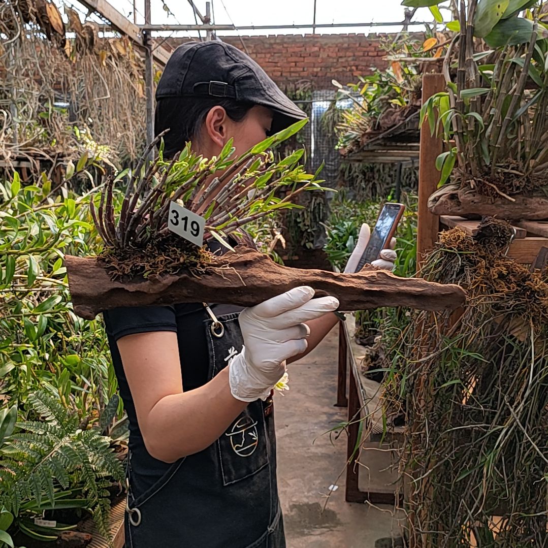 319铜皮花花花卉绿植